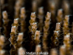 All for one ... ! Coral, Acropora sp. Sail Rock, Thailand... by Stefan Follows 